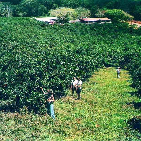 Mountain Groves orchards