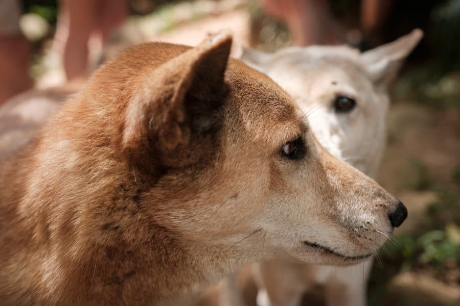 dingoes