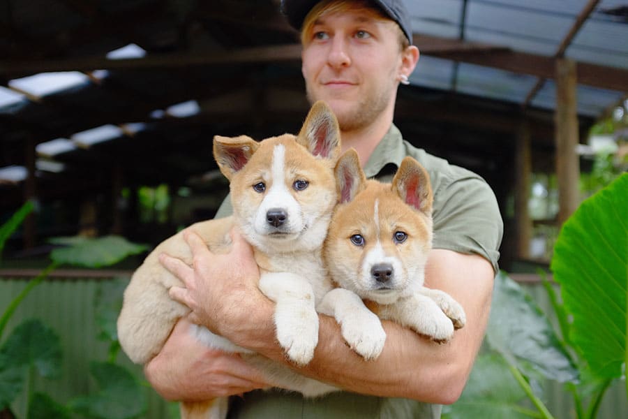 dingo puppies