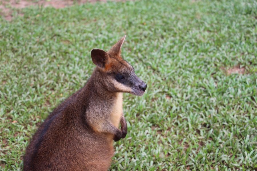 swamp wallabies