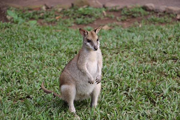agile wallabies