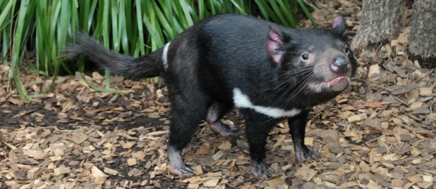 national threatened species day