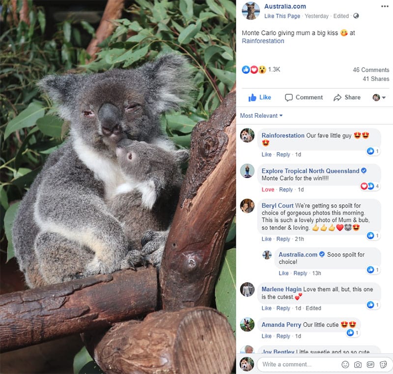 australias cutest koala joey
