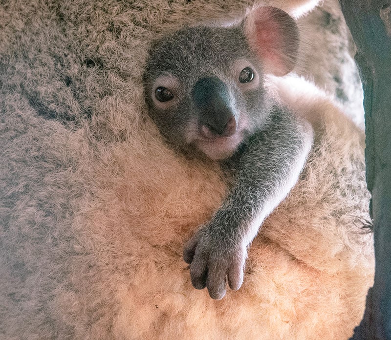 baby koala monte carlo rainforestation nature park