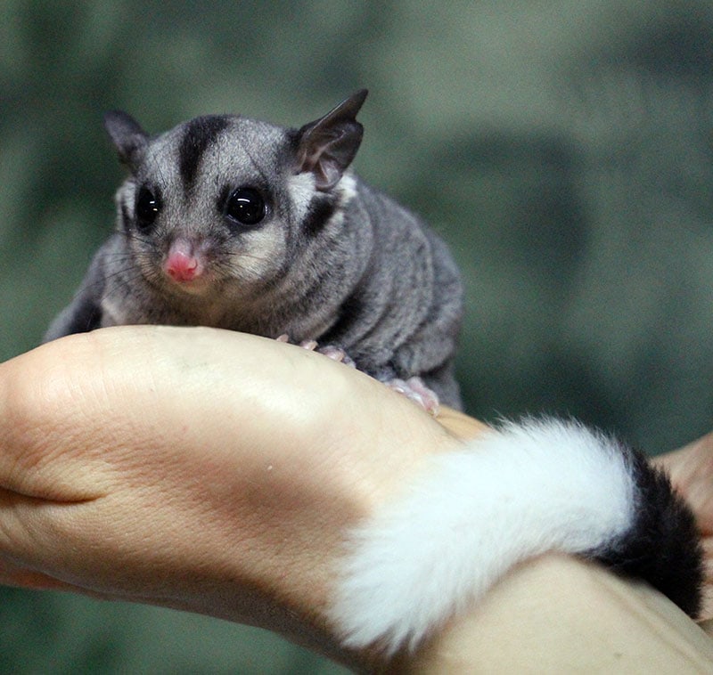 cute baby sugar glider at rainforestation cairns