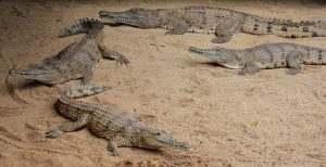 Freshwater Crocodile Facts