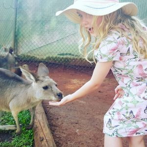 Kangaroo feeding