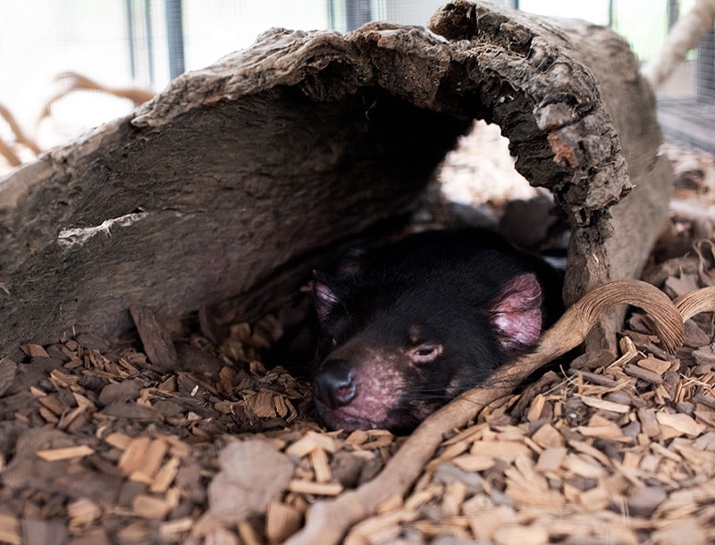sleeping tasmanian devil rainforestation nature park cairns