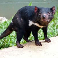 Tasmanian Devil