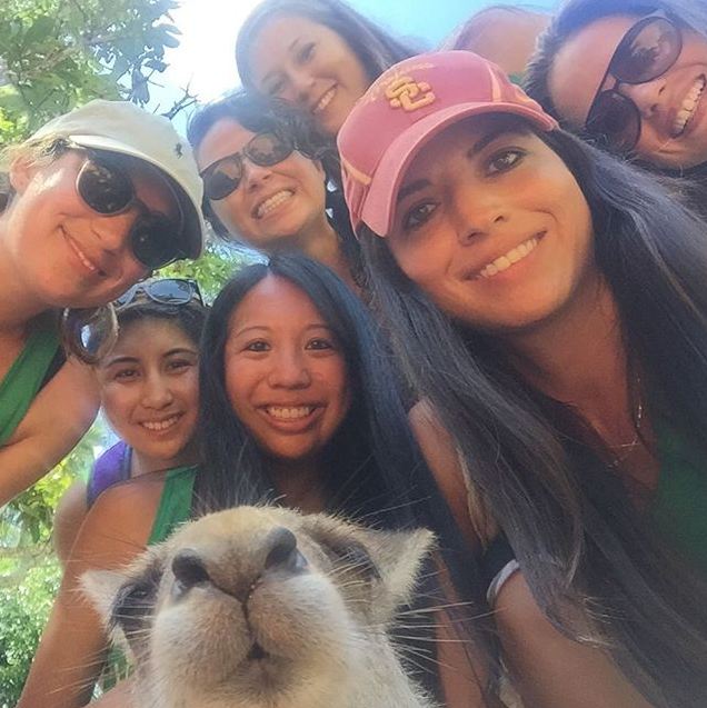 Wallaby selfie